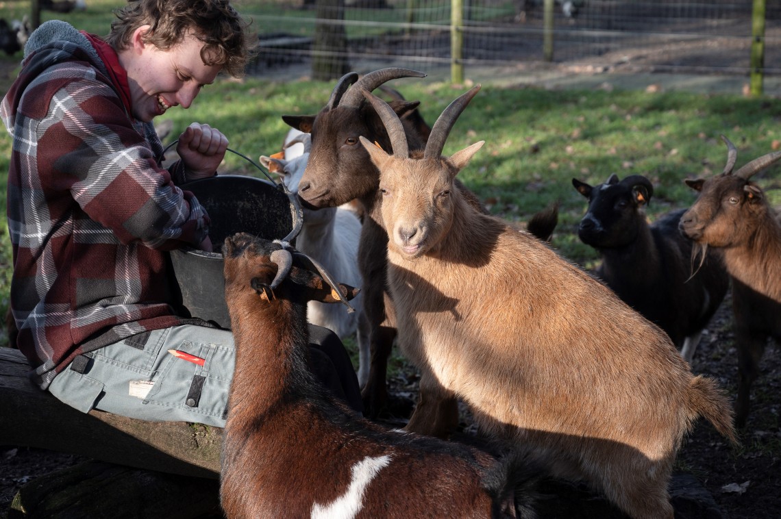 Niels (29) voedert de geiten 